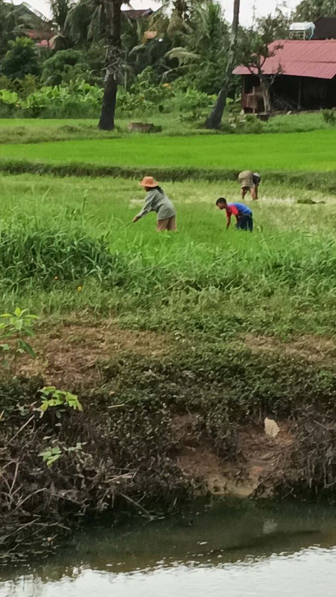 Working the rice paddies