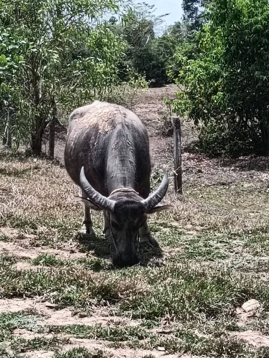 Water buffalo grazing